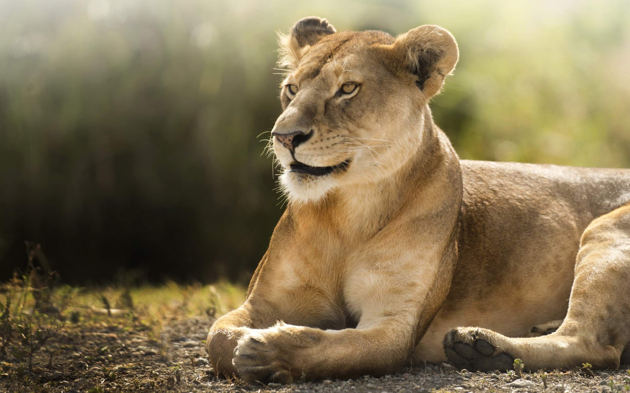 African Lioness HD488974041